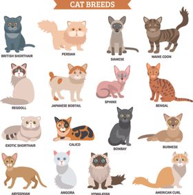 猫卡通