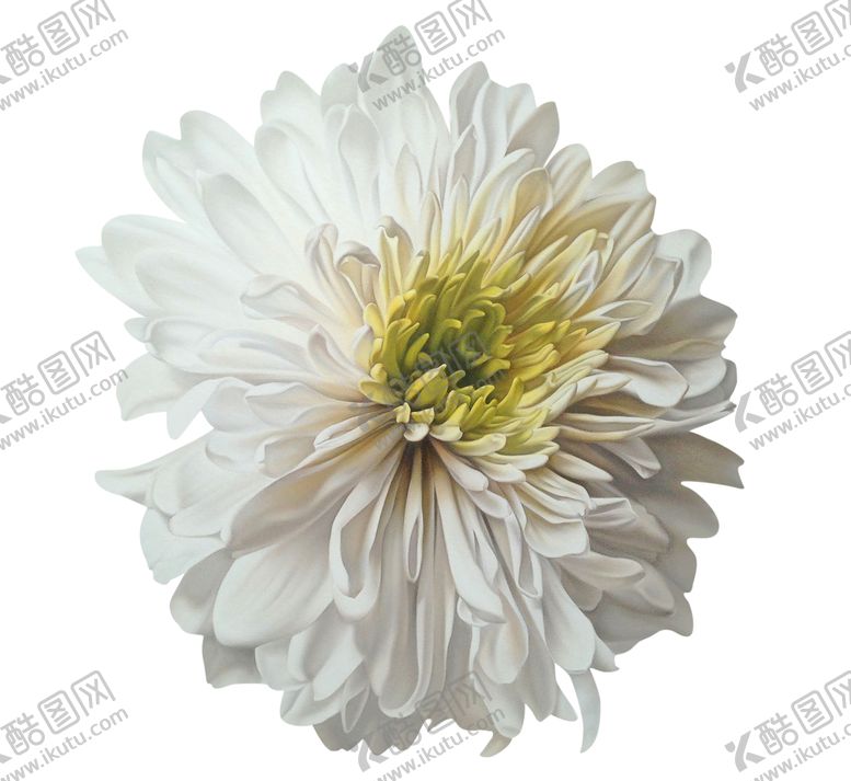 编号：17899209300213533571【酷图网】源文件下载-菊花装饰