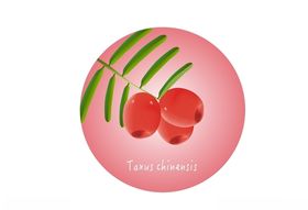 红豆杉插画logo