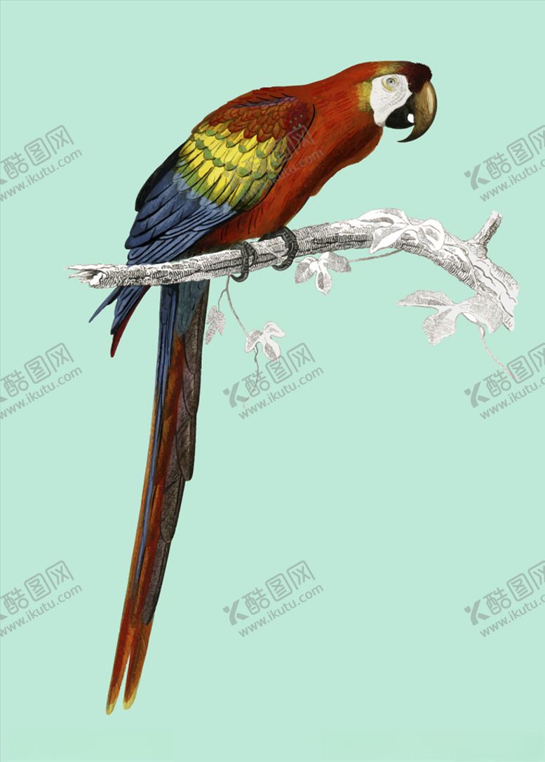 编号：51101204290741434552【酷图网】源文件下载-卡通鹦鹉