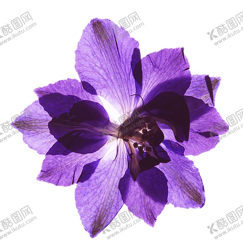 编号：36650706240119243024【酷图网】源文件下载-鲜花素材