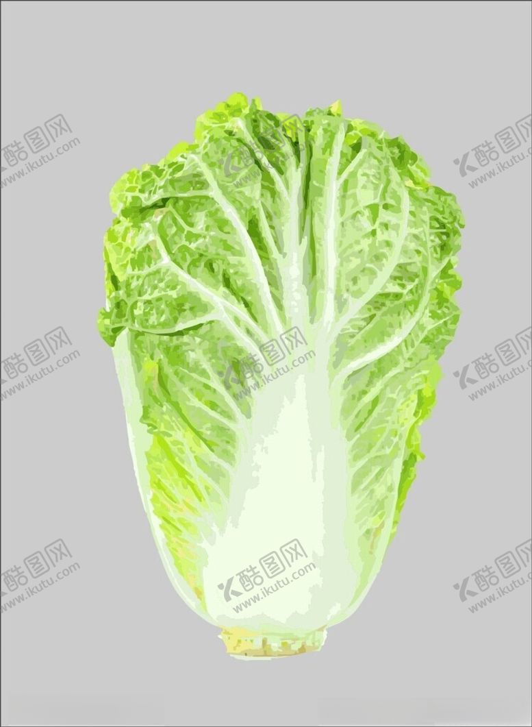 编号：40008012130445423944【酷图网】源文件下载-大白菜蔬菜矢量图