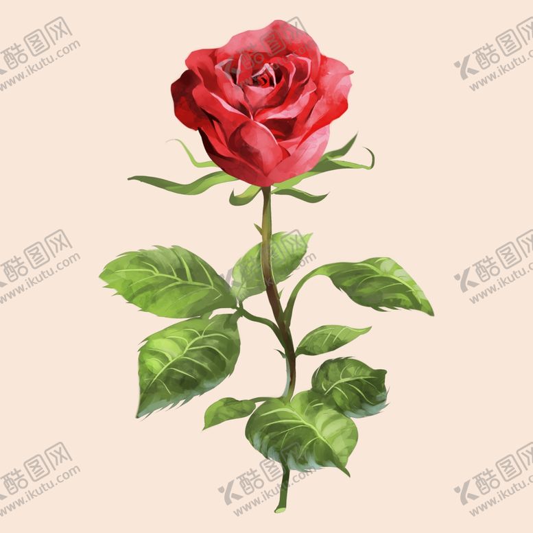 编号：38300806300654597771【酷图网】源文件下载-娇艳红玫瑰插画