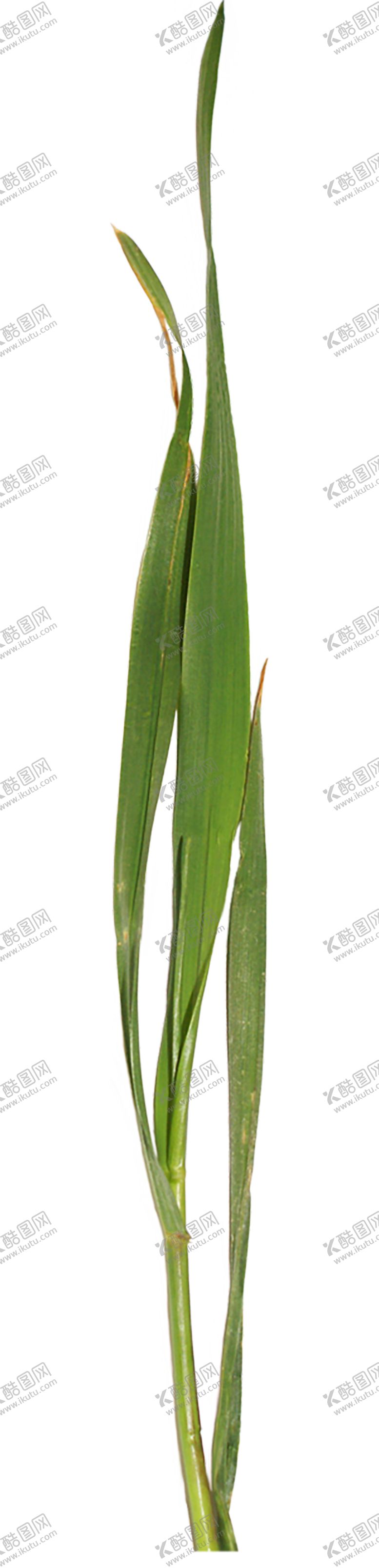 编号：91077409211602441601【酷图网】源文件下载-绿色装饰