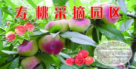 寿桃采摘园区