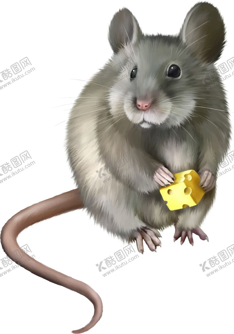 编号：32971804181943426166【酷图网】源文件下载-老鼠