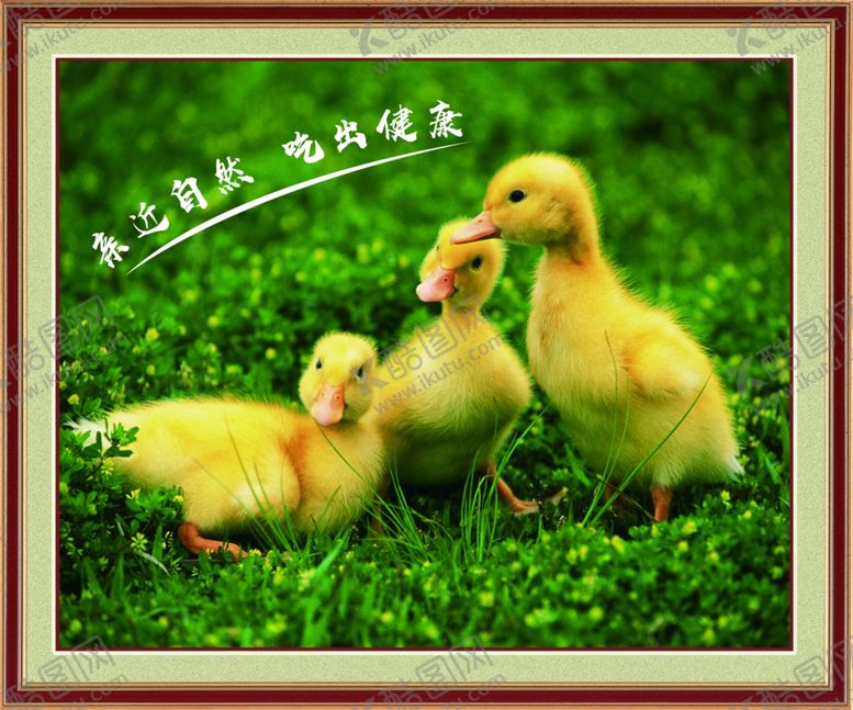 编号：59498806181444576558【酷图网】源文件下载-小鸭子