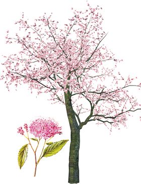 手绘樱花素材