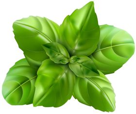 菠菜