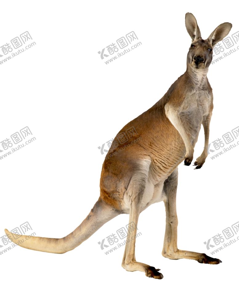 编号：96811710300030481296【酷图网】源文件下载-袋鼠