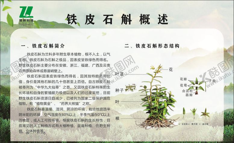 编号：10064105150543042754【酷图网】源文件下载-铁皮石斛概述