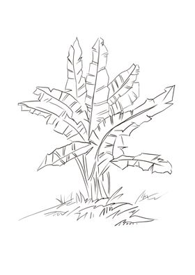 芭蕉叶简笔画
