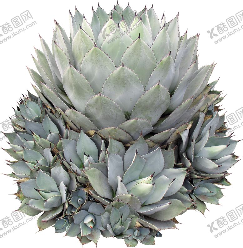 编号：24198406290720026791【酷图网】源文件下载-免扣多肉植物素材