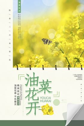 简约油菜花开宣传海报