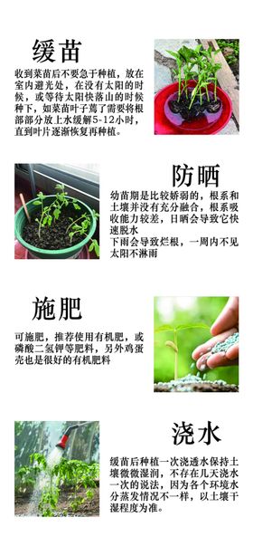 种苗种植说明