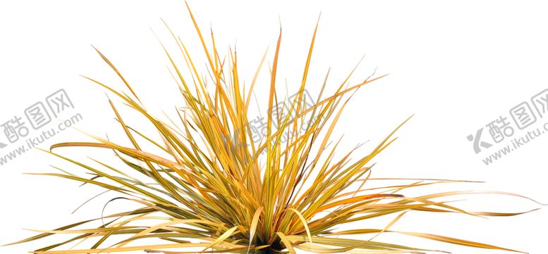 编号：38111510300226277625【酷图网】源文件下载-免扣植物素材