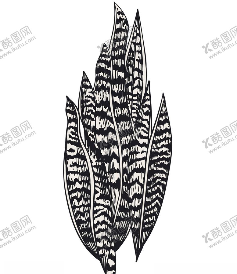 编号：13889910081404325929【酷图网】源文件下载-植物虎皮兰