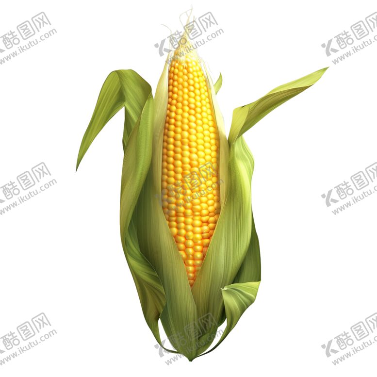 编号：62466902052148085753【酷图网】源文件下载-玉米图片