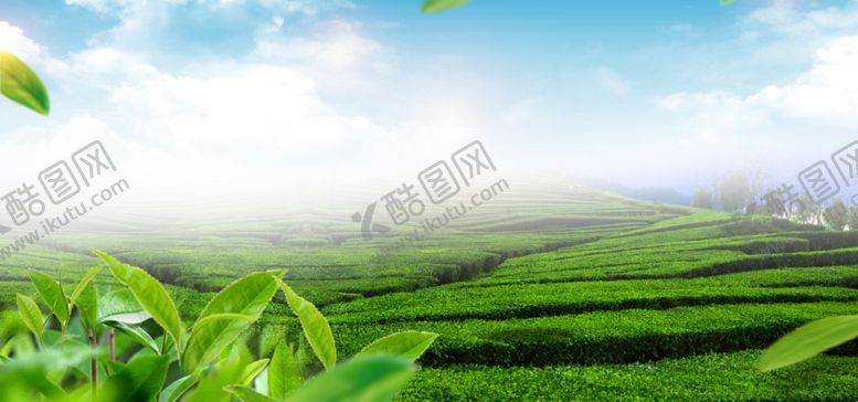 编号：12129409291037457970【酷图网】源文件下载-茶园背景蓝天