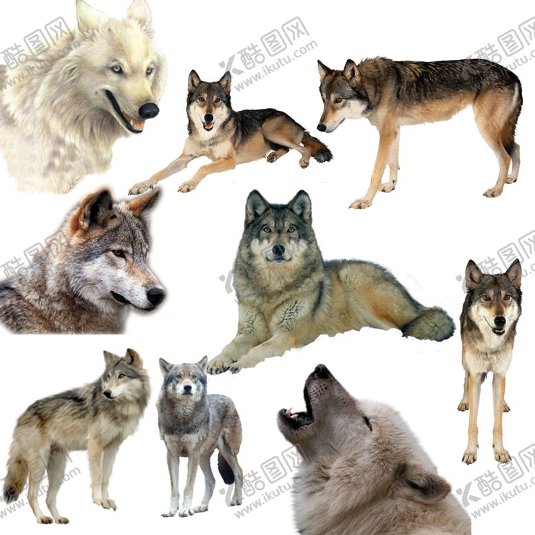 编号：95508810100619011676【酷图网】源文件下载-狼png免扣高清素材
