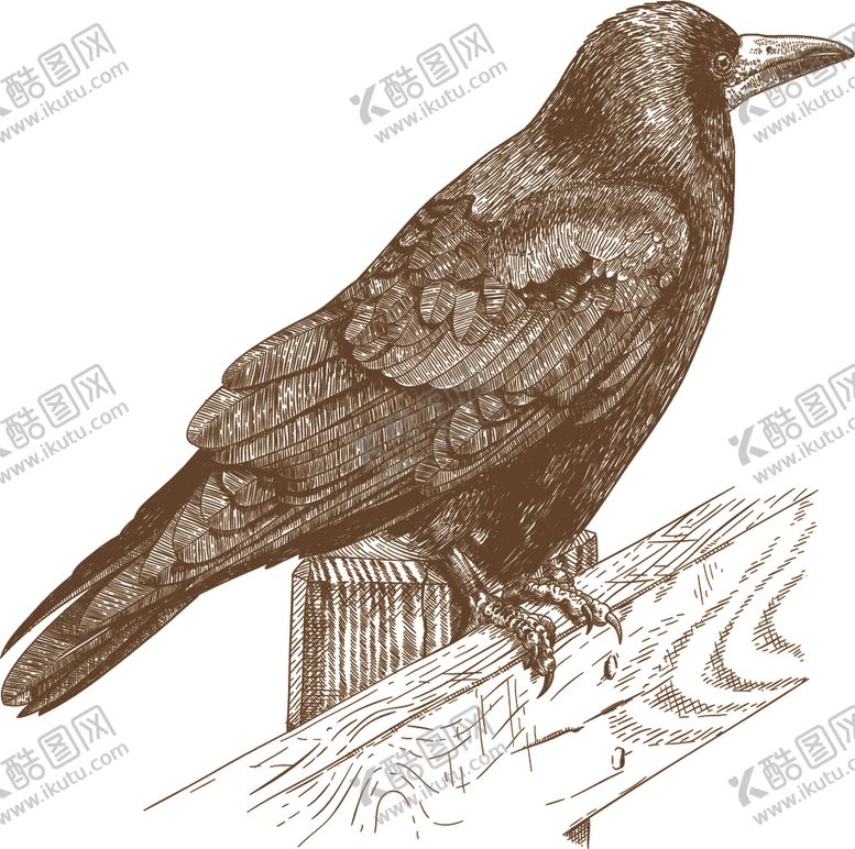 编号：26300609221711595694【酷图网】源文件下载-鸟类素描