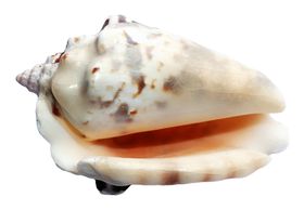 海螺