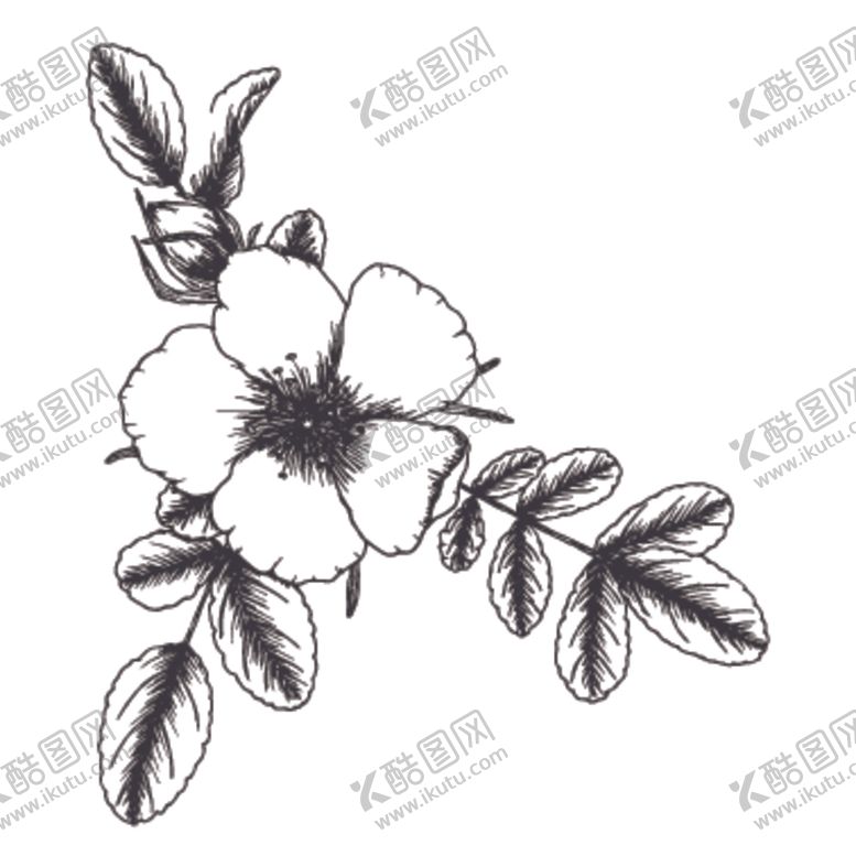 编号：10858109141036268867【酷图网】源文件下载-简笔绘画植物花朵图谱