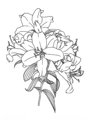 百合花线稿