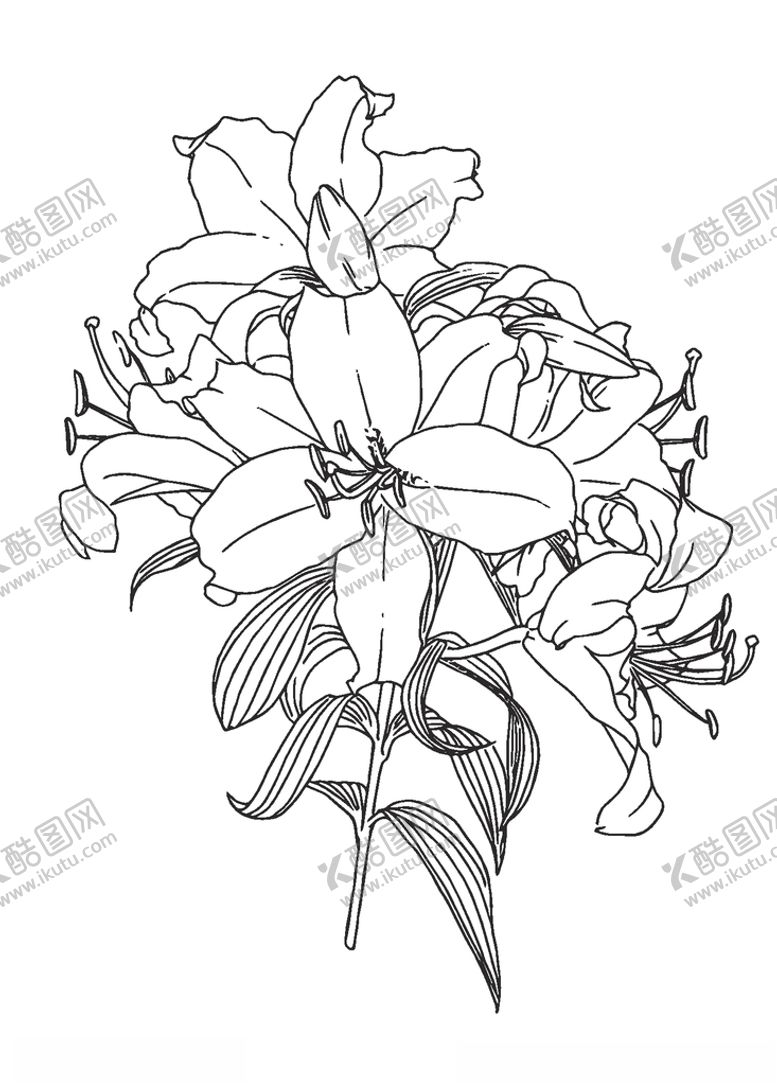 编号：89066604300257055183【酷图网】源文件下载-百合花线稿