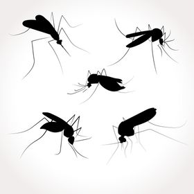 蚊子相关虫叮咬动物被咬