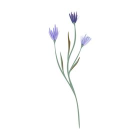 森系花枝