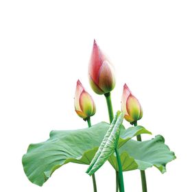 荷花素材立夏中国风手绘叶手绘古风