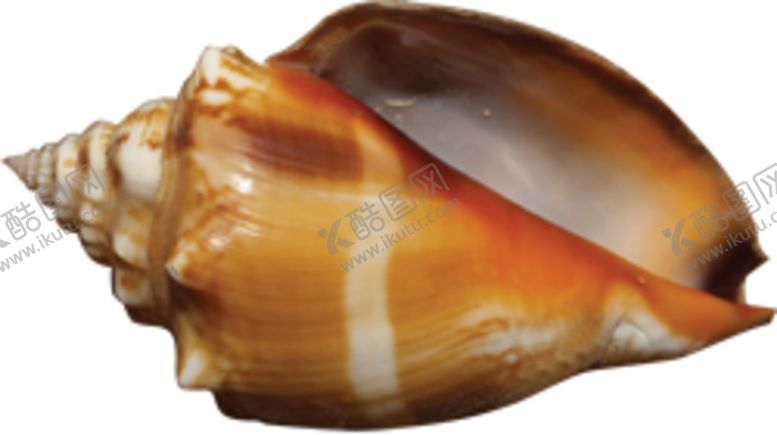 编号：90583109201645018632【酷图网】源文件下载-海螺壳海洋背景水产贝