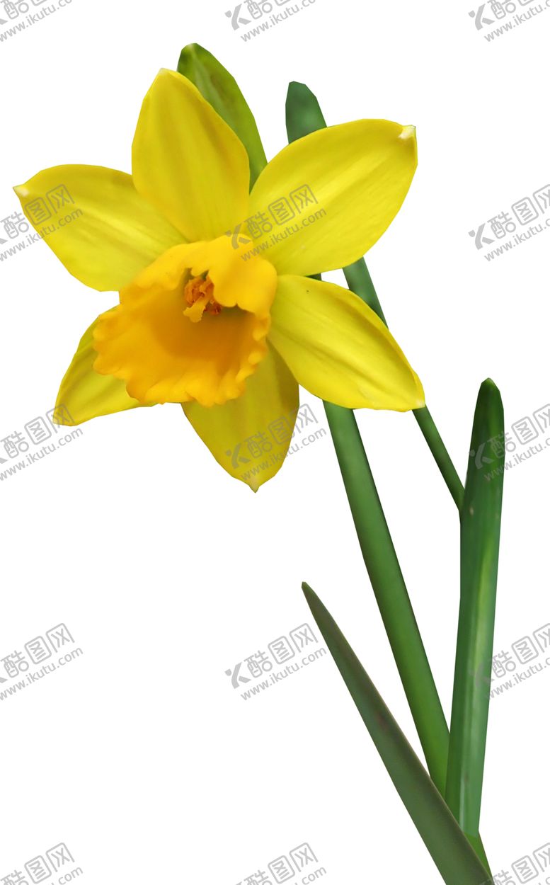 编号：53815102060227092623【酷图网】源文件下载-鲜花