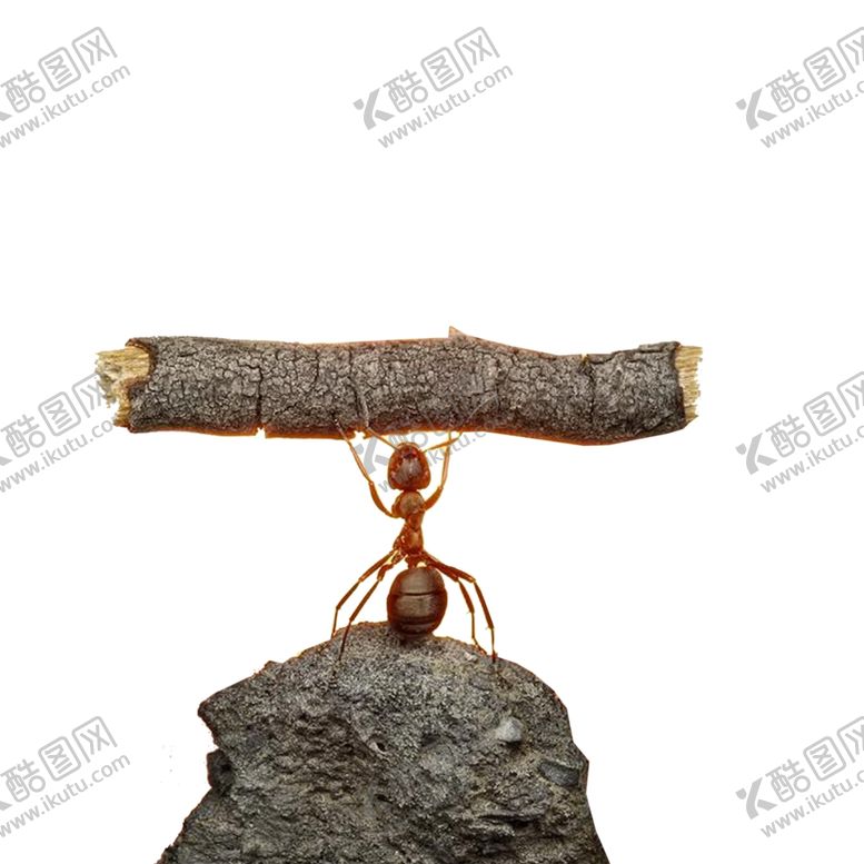 编号：25564010261440589190【酷图网】源文件下载-蚂蚁企业文化奋斗素材