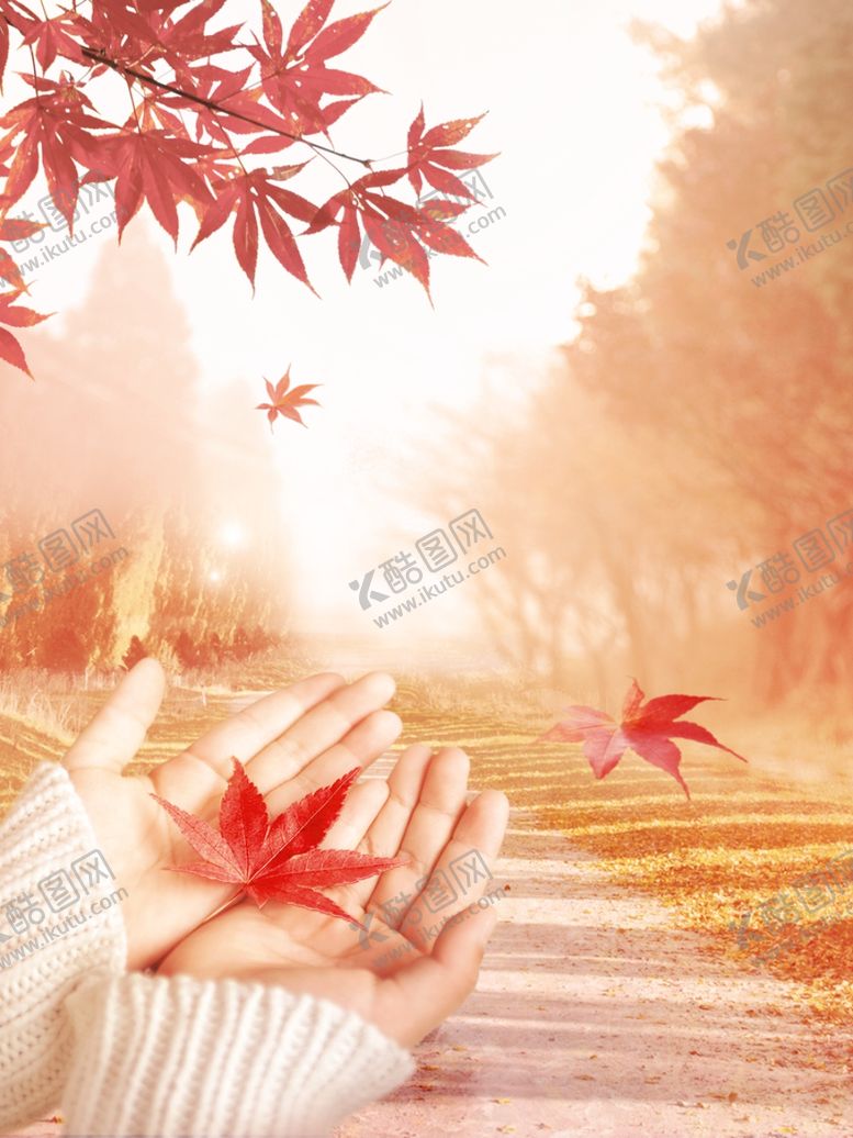 编号：96086407090505367098【酷图网】源文件下载-枫叶