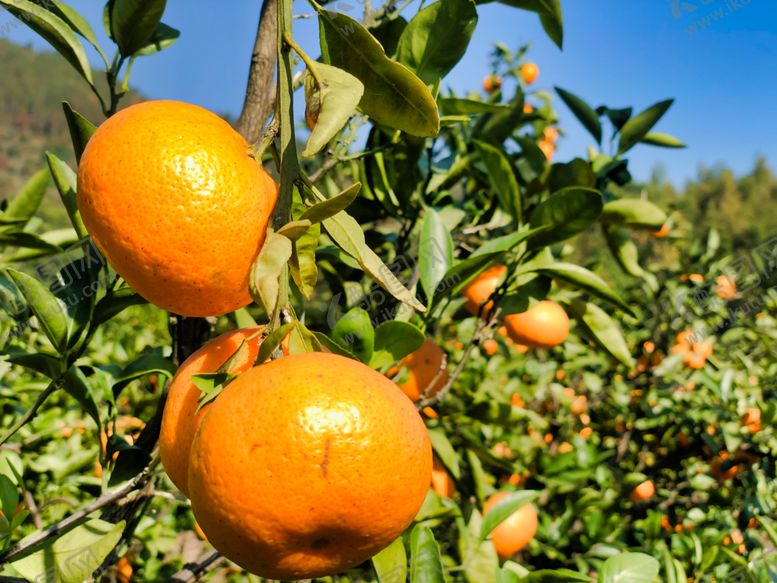 编号：17738209161539432431【酷图网】源文件下载-桔子