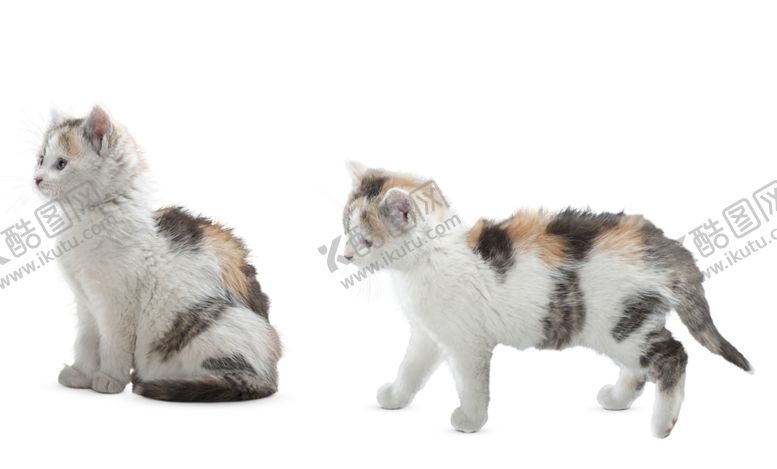 编号：75475001271419255897【酷图网】源文件下载-猫素材