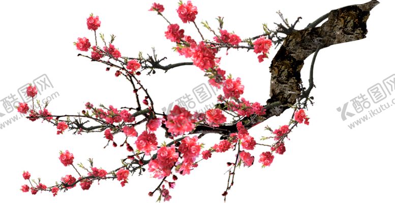 编号：50579309121159212301【酷图网】源文件下载-梅花桃花