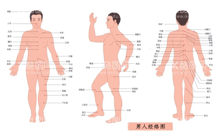 编号：41386103102351168464【酷图网】源文件下载-男性经络穴位图