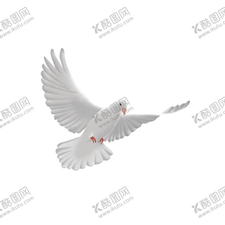 编号：70307309272108311773【酷图网】源文件下载-鸽子