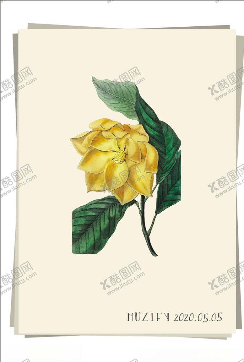 编号：47788410011614439623【酷图网】源文件下载-黄玉兰植物图鉴