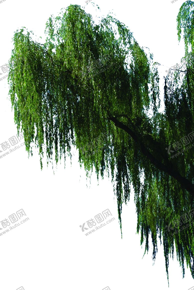 编号：44351907041801052357【酷图网】源文件下载-垂柳