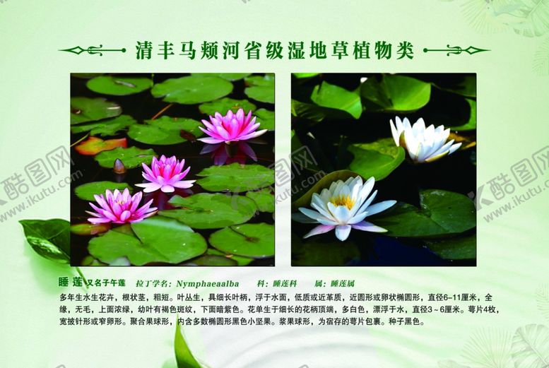 编号：83023901202009595515【酷图网】源文件下载-草植物 睡莲