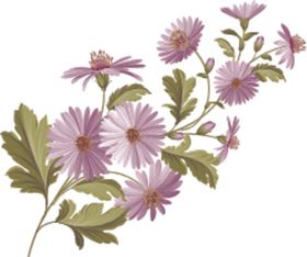 花卉