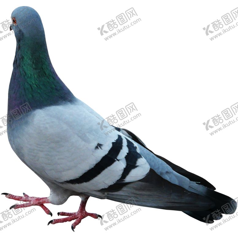 编号：13147106260709315533【酷图网】源文件下载-鸽子