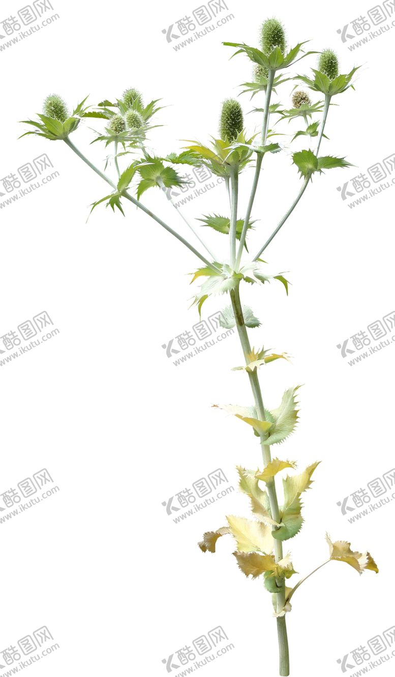 编号：82603807091216139212【酷图网】源文件下载-免扣花卉素材