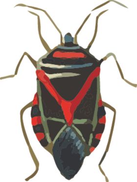 自然昆虫标本插画