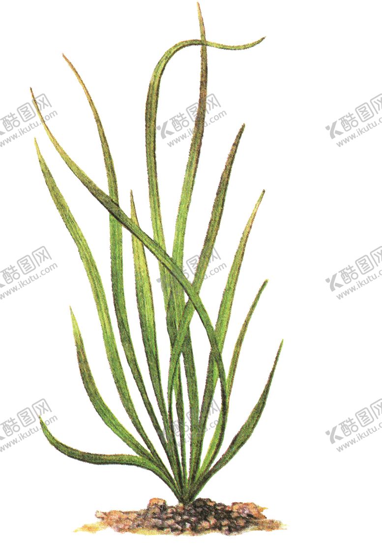 编号：80456904252212583838【酷图网】源文件下载-免扣水生植物素材图片