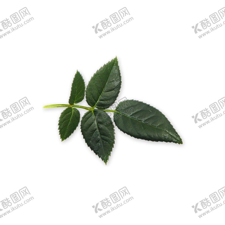 编号：30023606271536306915【酷图网】源文件下载-绿色植物